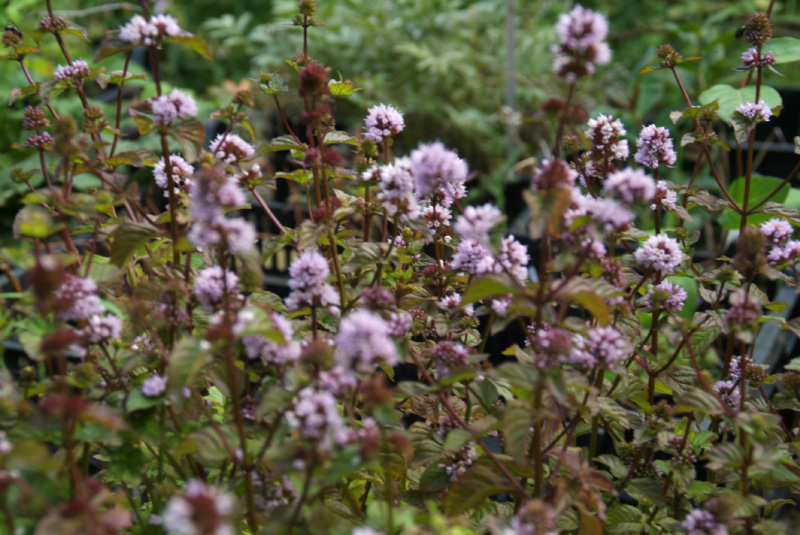 Mentha x piperita 'Lavande'Lavendelmunt bestellen